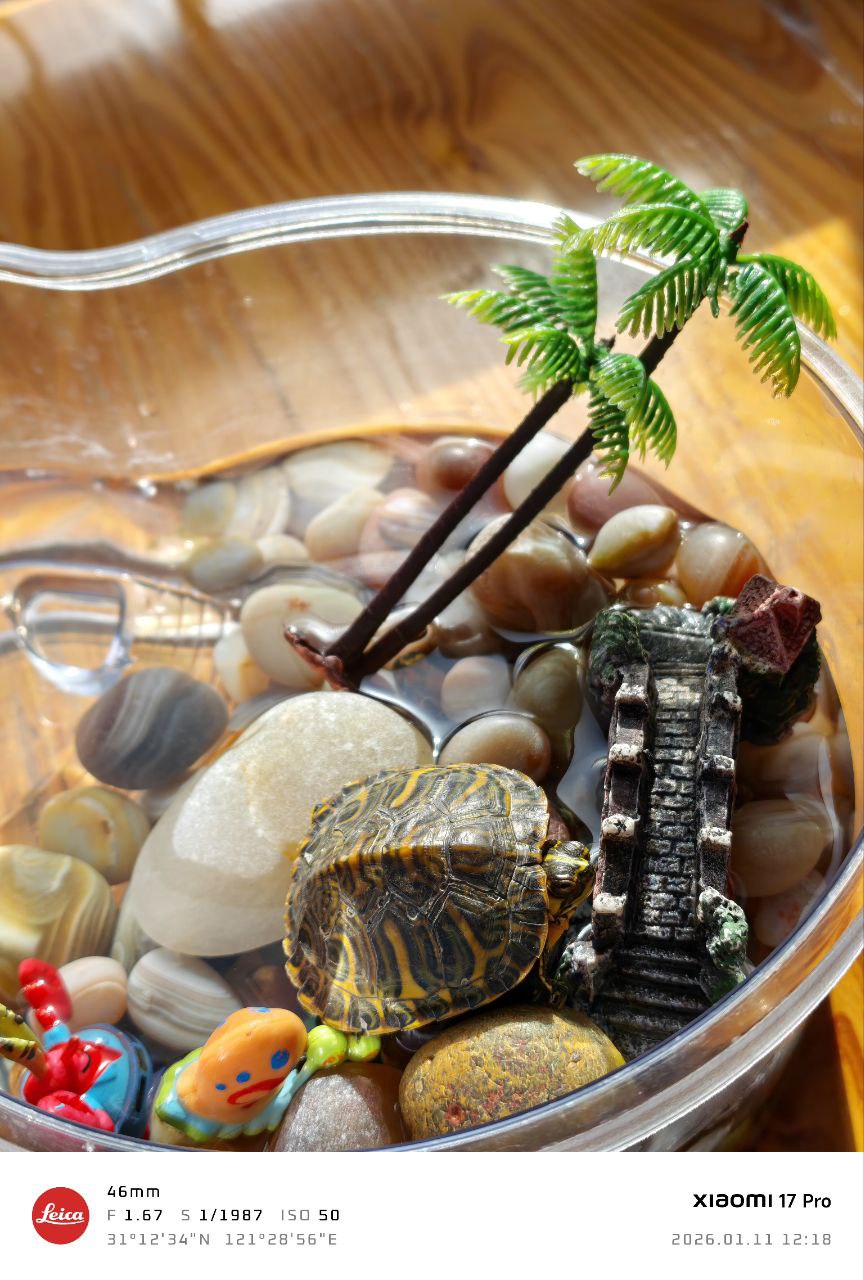 小乌龟悠然自得