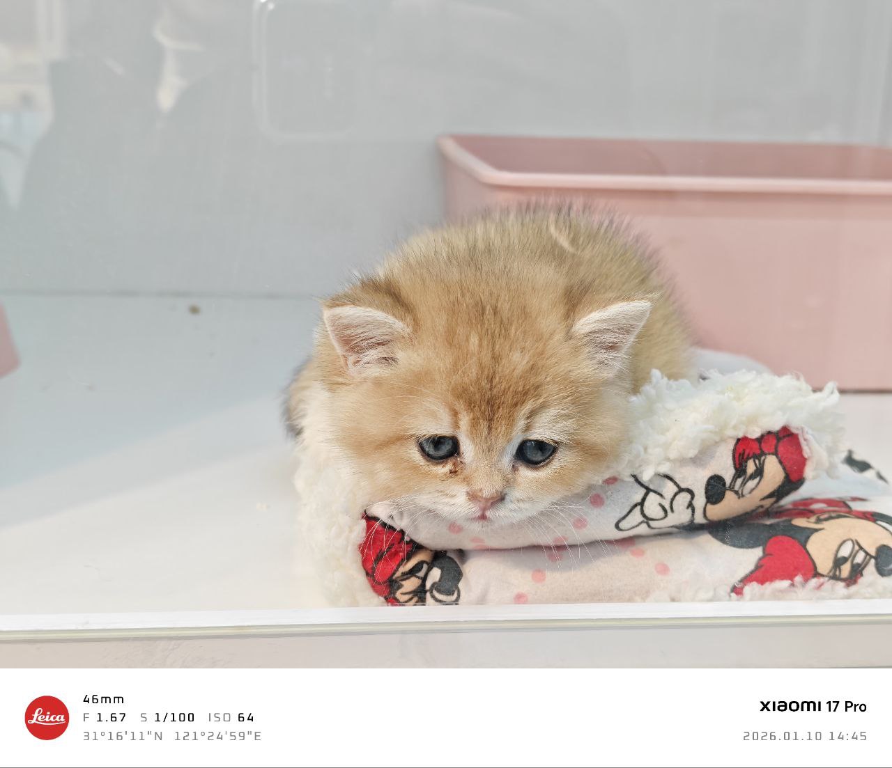 周末花鸟市场图片1