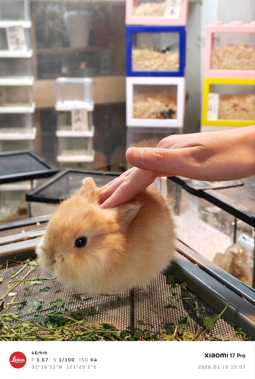 周末花鸟市场图片4